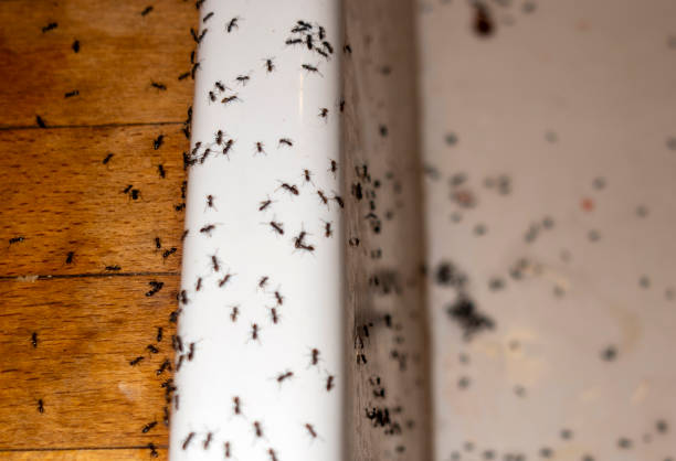 Best Local Pest Control Services  in Fall Creek, WI